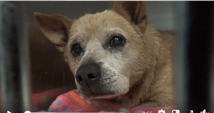 20-year-old terrier dumped at shelter: Could no longer care for him