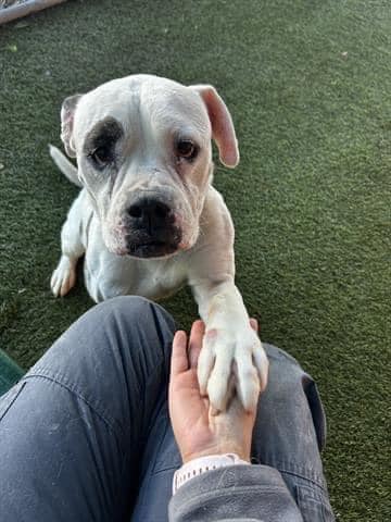 Once ‘forgotten dog’ will soon lose her life at Miami shelter after waiting 9 months for someone to love