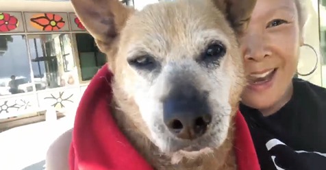 Update: Dumped 20-year-old pup who cried as his owner left rescued