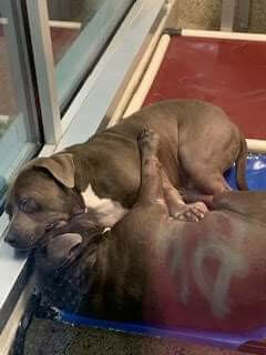 Bonded dogs sleep together at night dreaming of a home