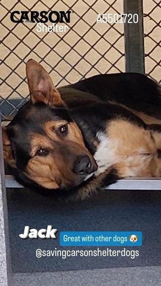 Young shepherd found as stray back at shelter after adopters never came for him