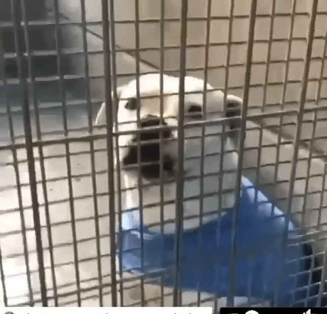 Home needed: Jackie spends her 3rd birthday in Los Angeles shelter