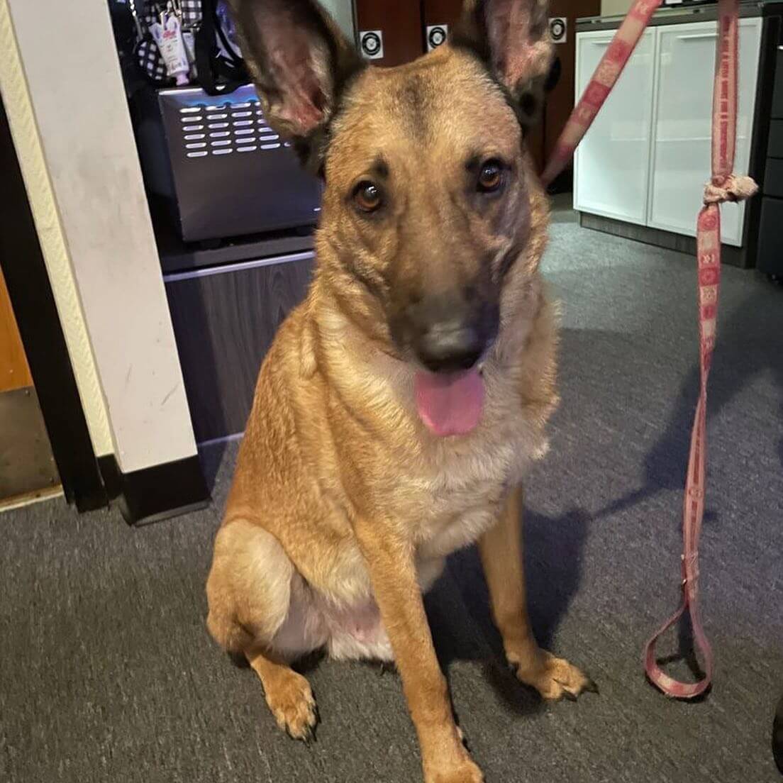 Senior Belgian Malinois unwanted by his owner any longer finds a new loving home with the help of friends