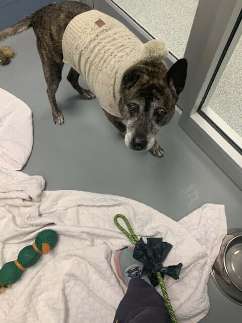 Ten-year-old Jacob mourned the day his owner left him at the shelter but a new home could turn his life around