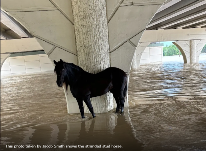 Tarkington father and son rescue stranded horse during floods