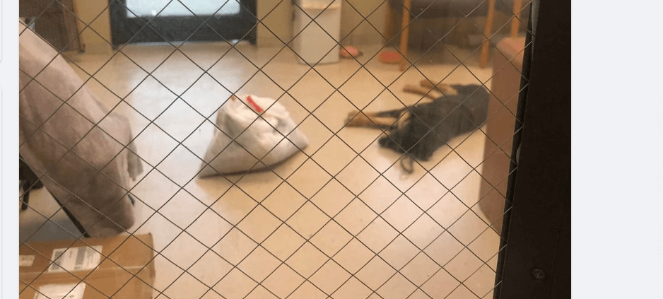 Shelter provides update about homeless teen who surrendered his puppy