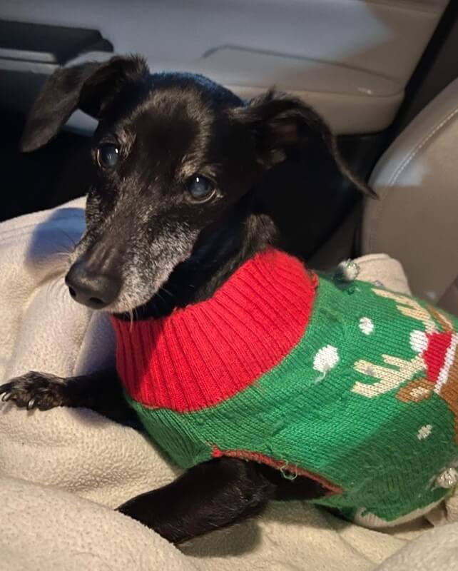 Bittersweet ending for 14-year-old Dachshund ‘Jade’ dumped at shelter dressed in her Christmas sweater