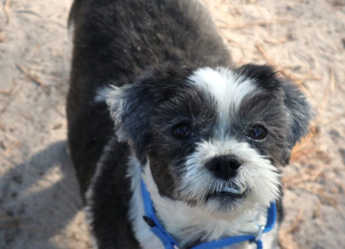 ‘Little princess’ surrendered back to shelter by owner and we are heartbroken