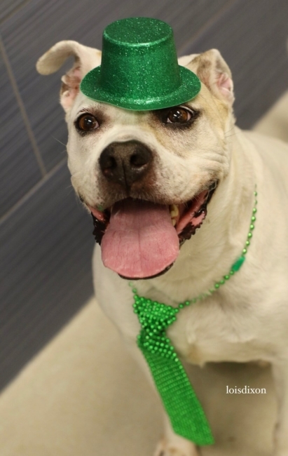 Unlucky pooch named ‘Jake from State Farm’ in search of loving home