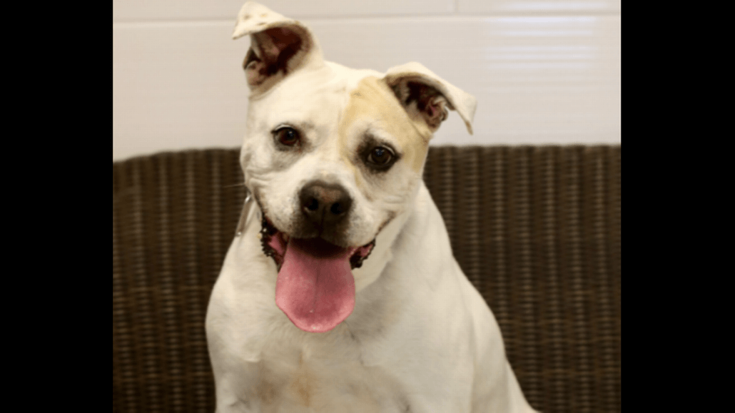 jake-from-state-farm-1030x579-1