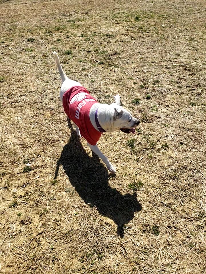 jake-from-state-farm-3