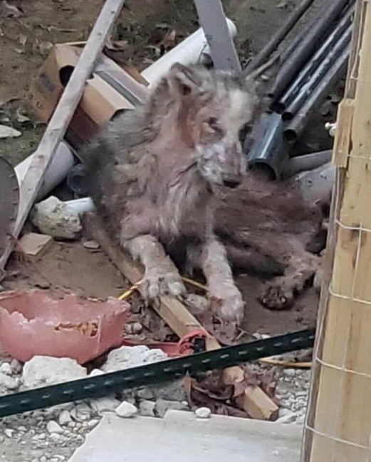 Update on Jake: Dog rescued in awful condition by Houston group