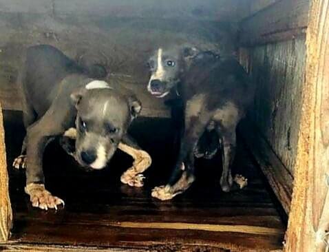 Backyard breeder debacle: Four-month-old puppies suffer severe neglect