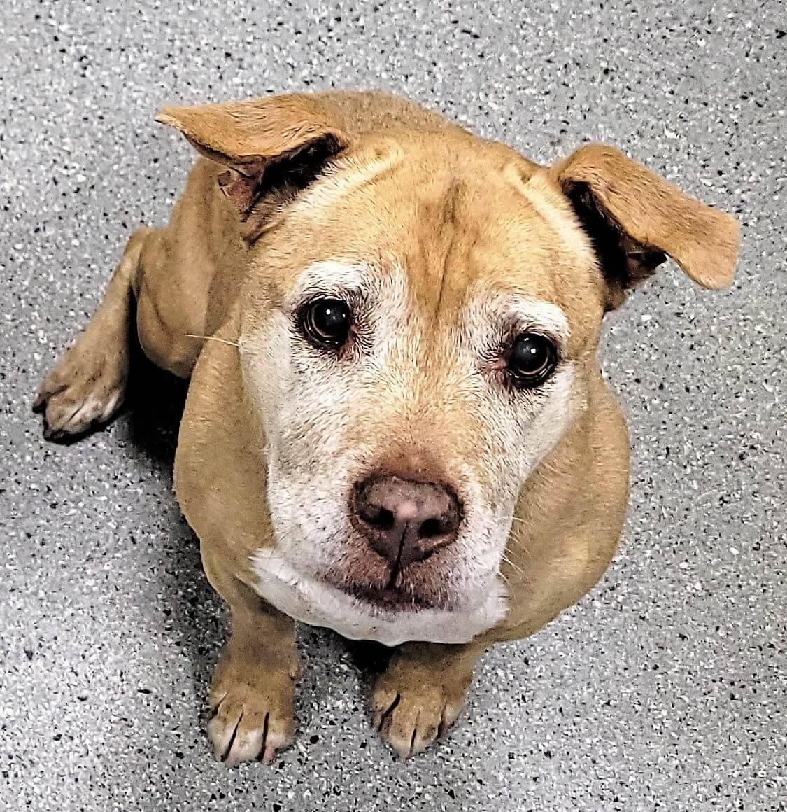 Mostly blind senior Jane back at shelter and beyond stressed: Can you help?