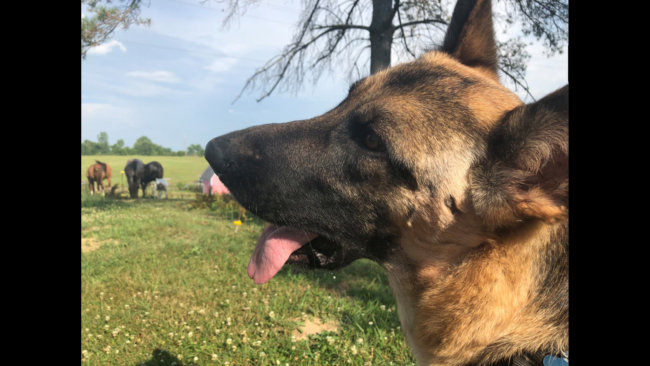 German shepherd shot in the head for ‘chewing on babies’ toys’ survives