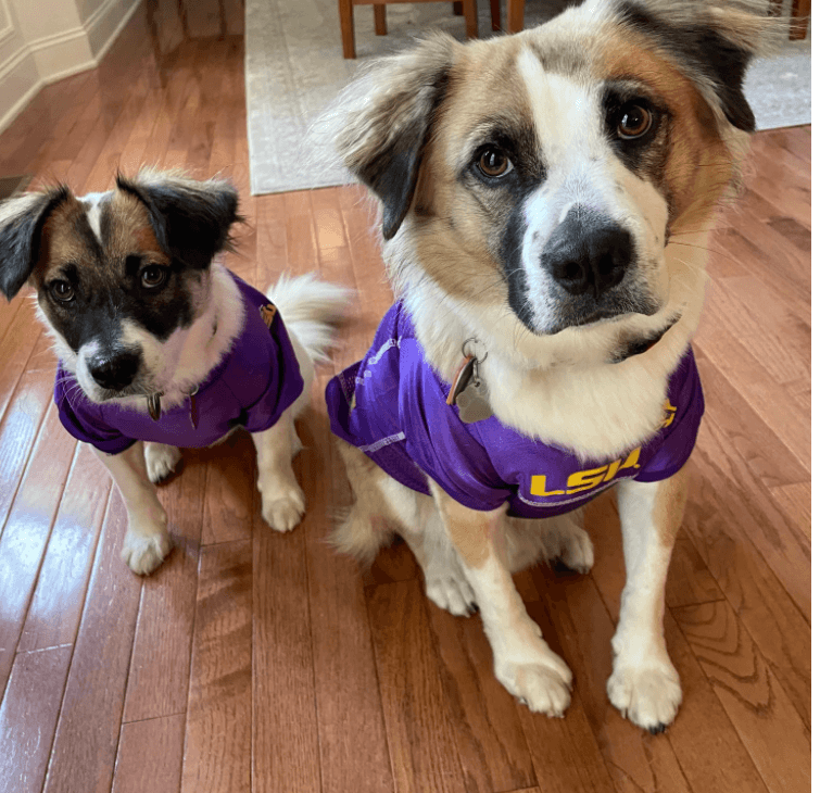 Dog owner adopts companion for her nearly blind pooch and finds out the dogs are brother and sister