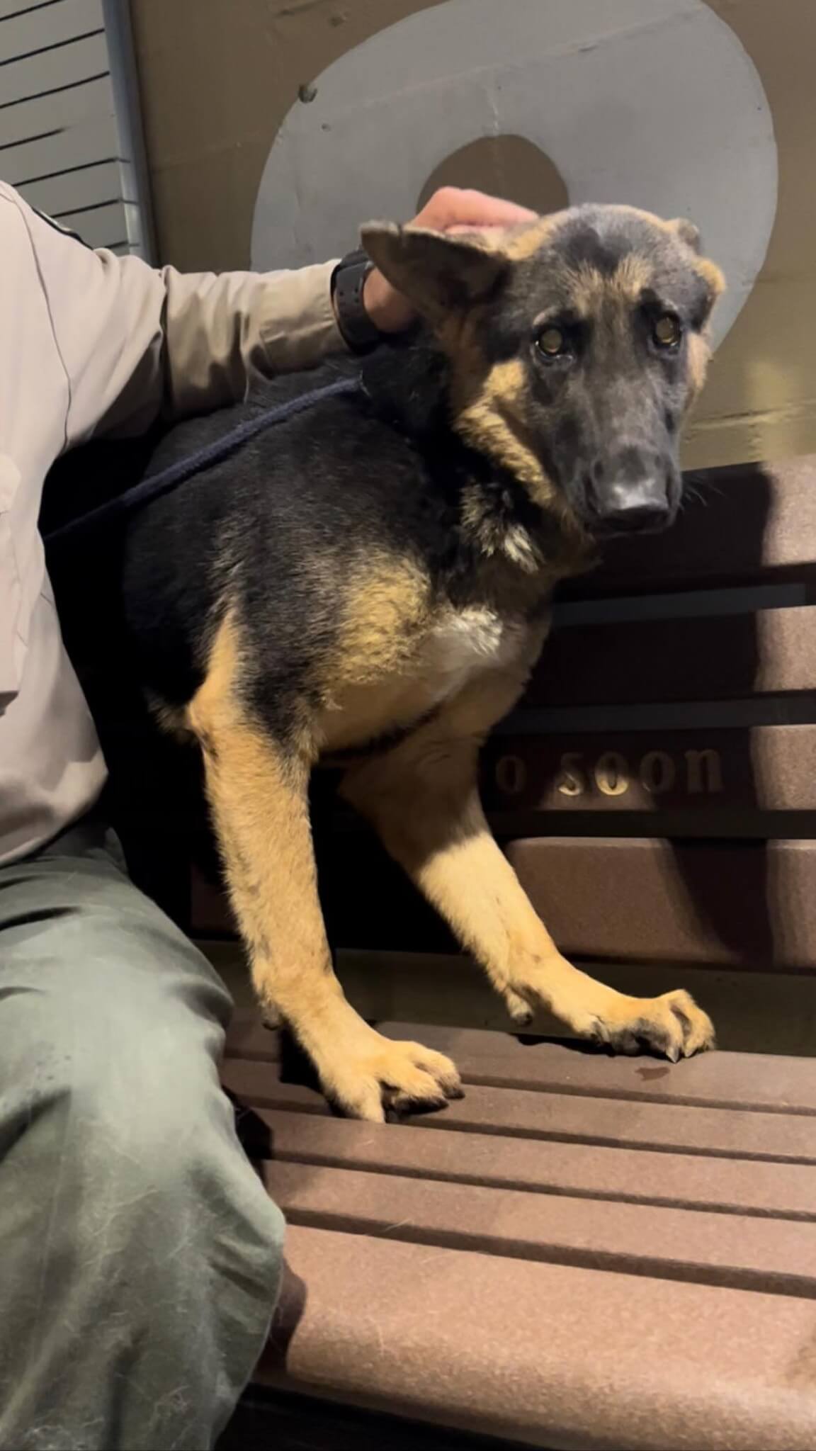 Shy and sweet ‘Janeway’ just needs a little extra love if a family will adopt her