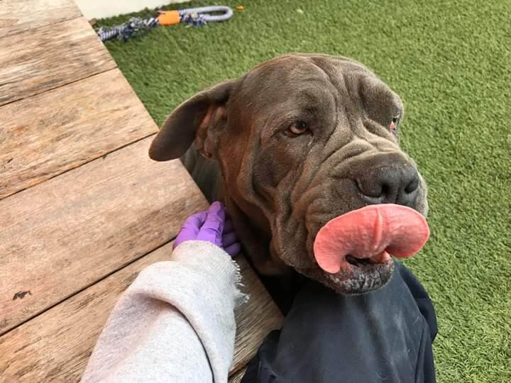 Magnificent Neapolitan Mastiff in Miami shelter that no one wants
