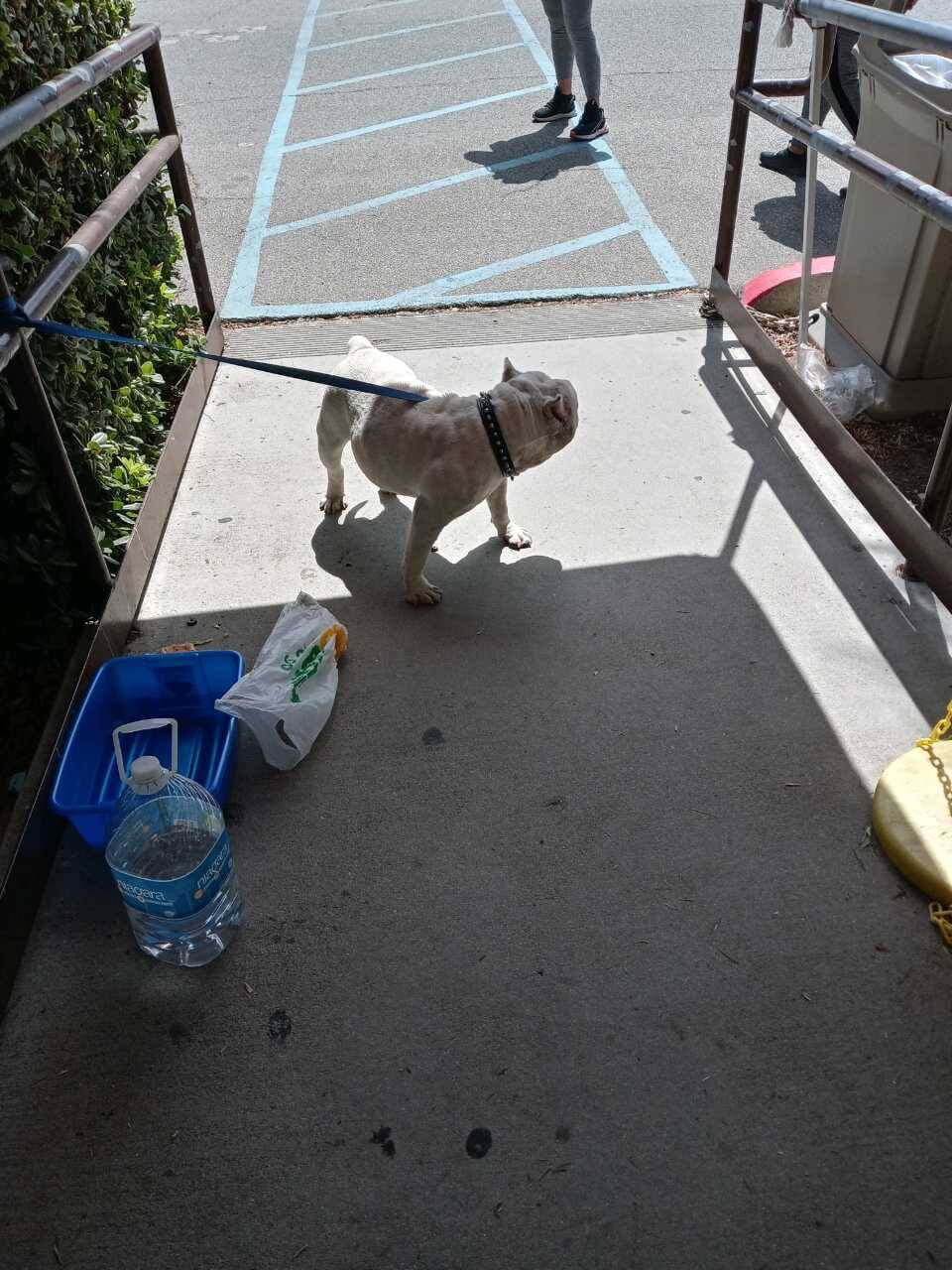 Abandoned dog left tied to pole with water and Subway sandwich