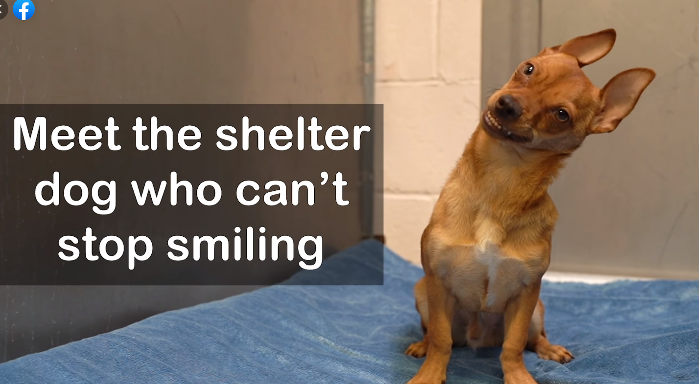 Adorable pup with rare condition that makes him look as if he is always smiling searching for a home