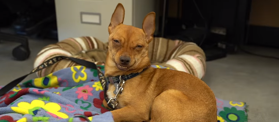 jasper-smiling-pup