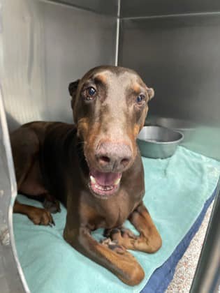 15 year old Doberman surrendered to Texas shelter because he’s old