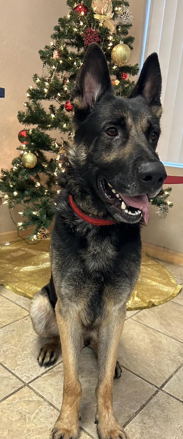 Young German shepherd sent to shelter when owner died and now his life will soon be taken away