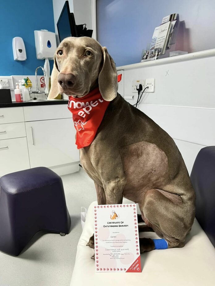 Devoted dog owner faced with $20k vet bill refused to let his dog die willing to sell his house