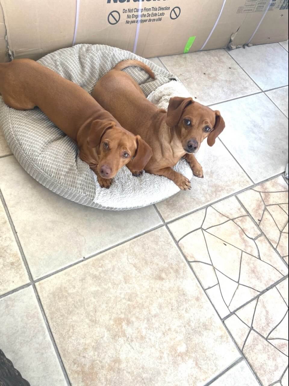 ‘Cold hearted criminal’ accused of shooting 2 dogs during attempted robbery ‘off Tampa streets’