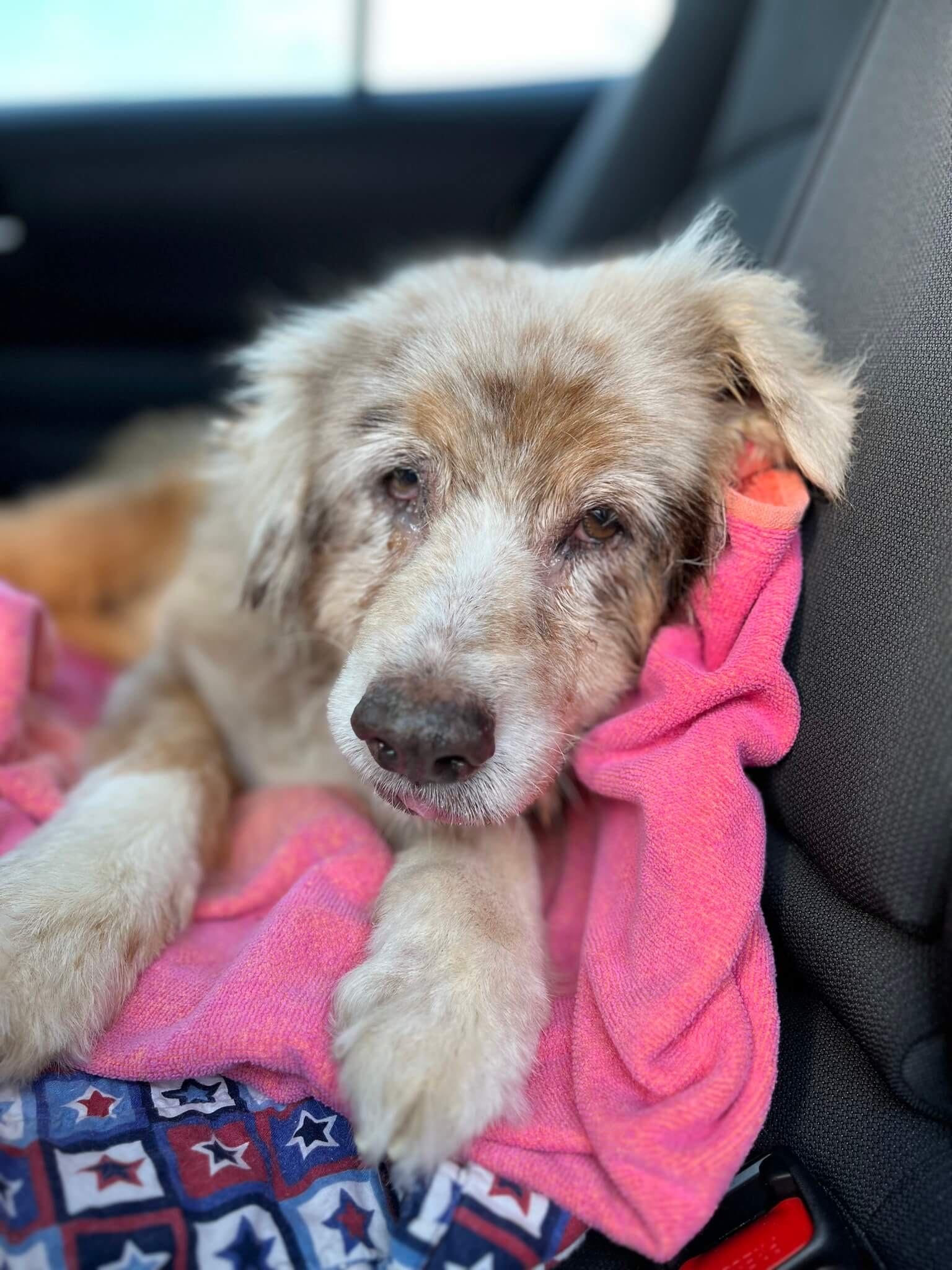 Jazzy ran away after being scared by fireworks and 7 years later she has been reunited with her owner