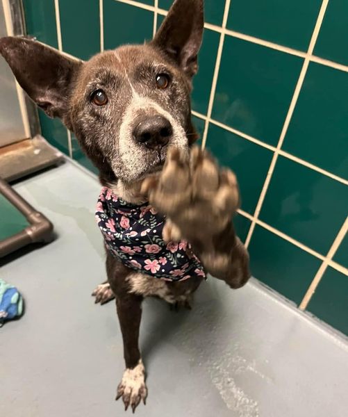 Frosty faced senior pup adopted 12 years ago shows up back on the street now facing euthanasia