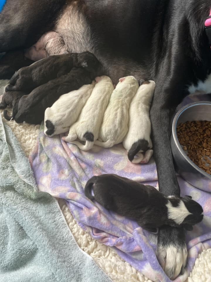 jchs-kitten-2