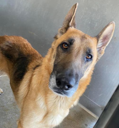 12 years of love and loyalty and all German shepherd gets is appointment to be euth’ed