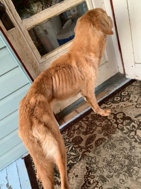 Police officer and wife sentenced to prison for ‘extreme abuse’ of dog