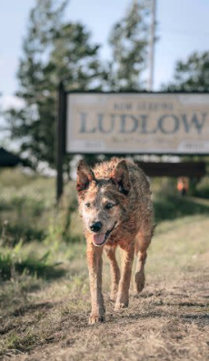 Deaf rescued dog ‘Jellybean’ stars in Stephen King’s Pet Sematary: Bloodlines