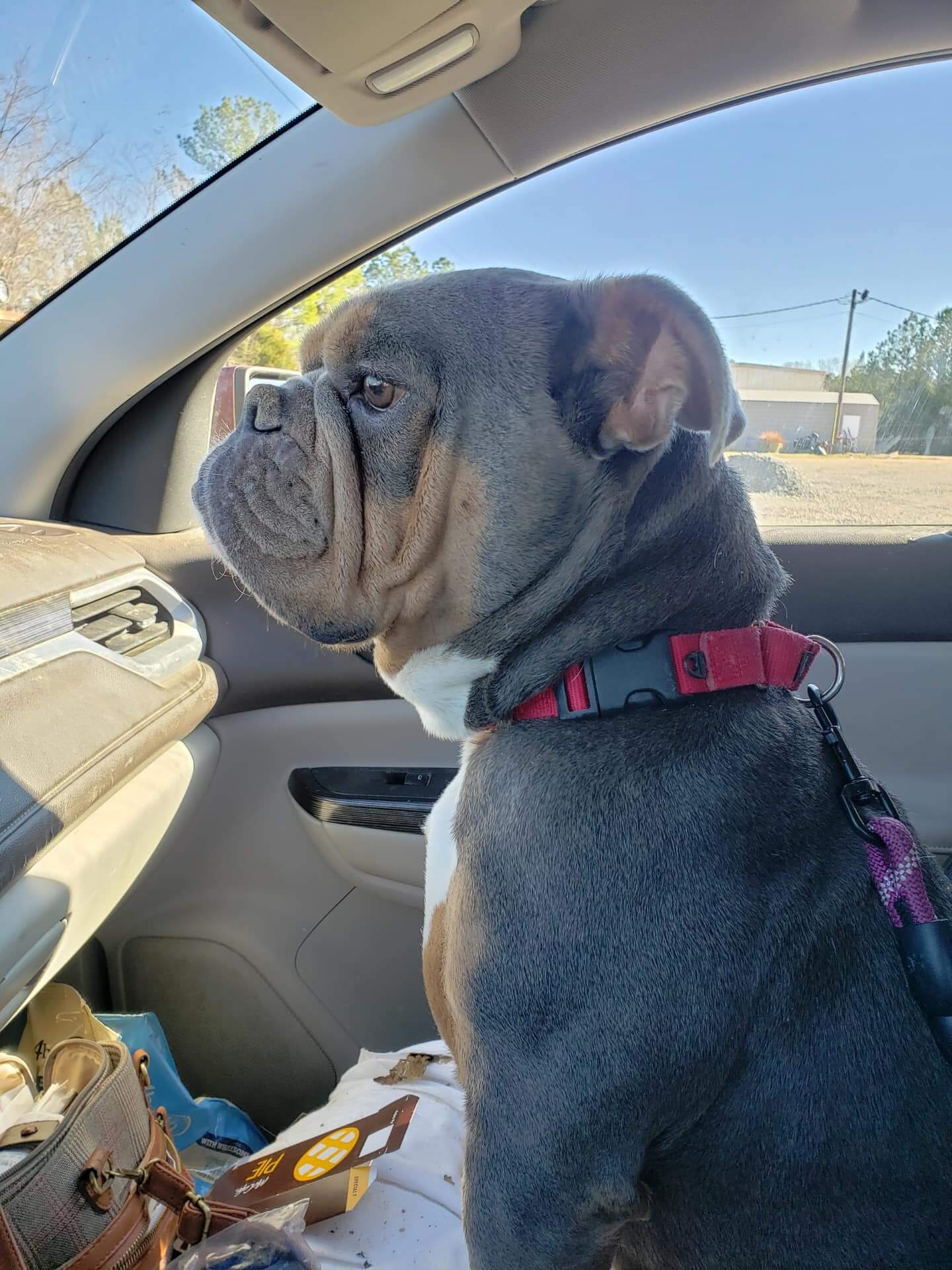 Woman’s English bulldog who went missing five years ago found 1000 miles away and are now back together