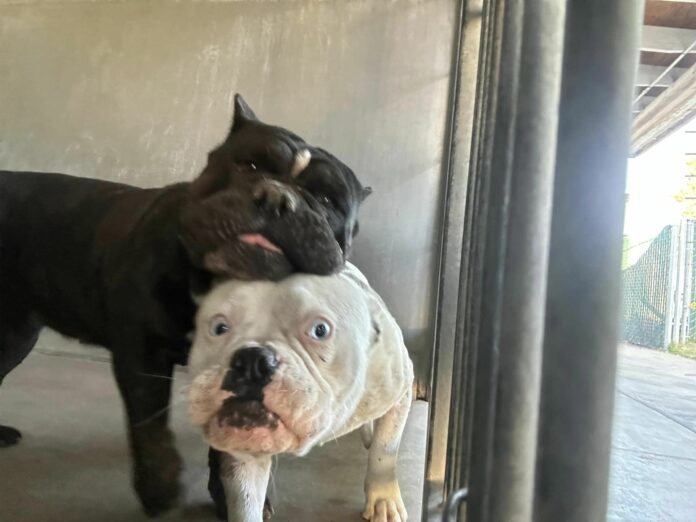 Bonded pair shelter will not separate: They love each other and need our help finding home