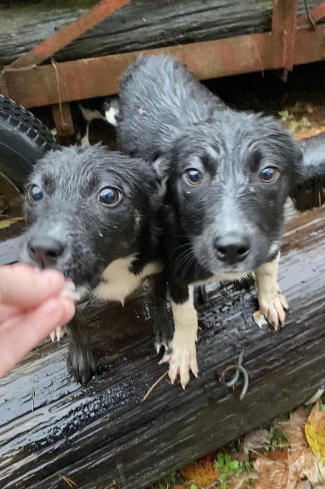 Five innocent puppies dumped in pouring rain on the side of Louisiana road Thanksgiving night