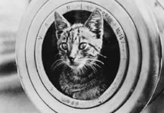 An enduring enigma about ‘Jenny’ the cat’s survival on board the Titanic when it sank