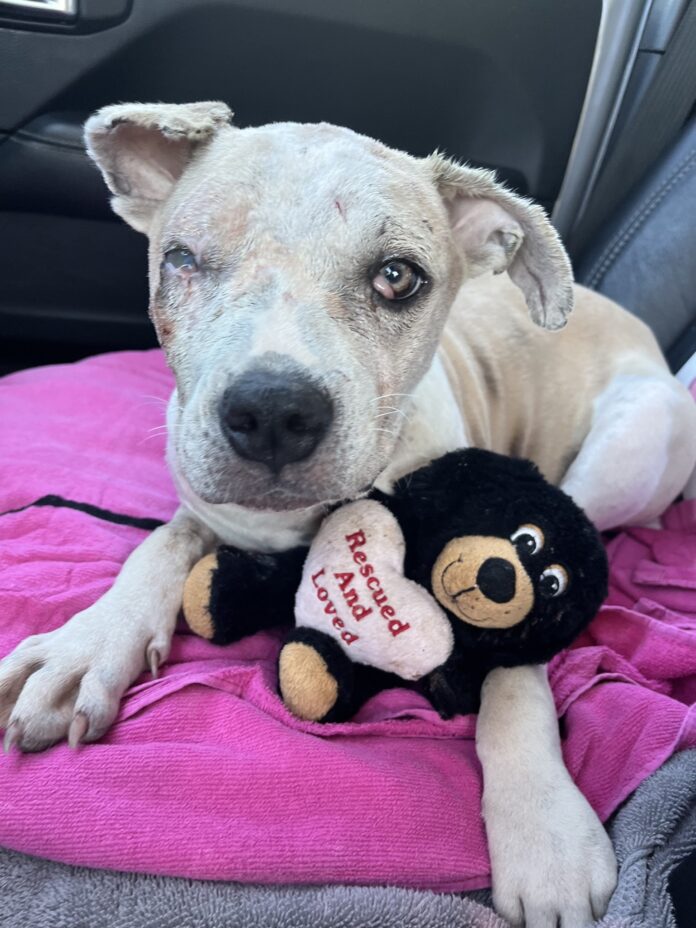 From barely alive scavenging on the street dog’s desperate plight turns to a new beginning