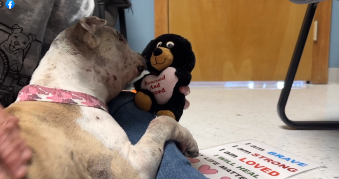 Baby steps to recovery for pup living on the streets and barely alive