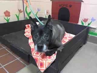 Sweet 16-year-old pup’s family missed their role about loyalty and left him at a shelter