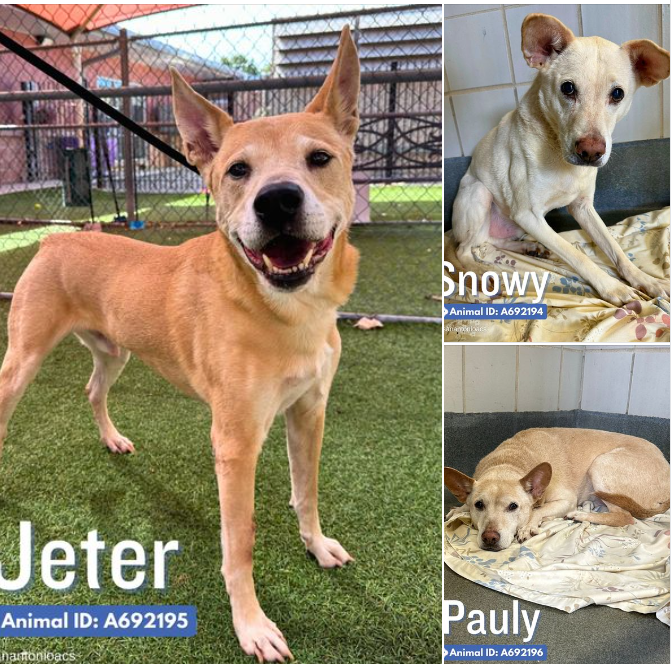 Kindest woman steps up to foster 3 dogs on euth list after owner in coma after struck by truck