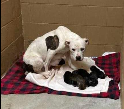 Heartbreaking: Young dog dumped at gas station while having her puppies