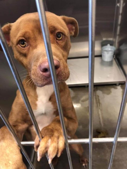 Jewel will be at shelter the day after Christmas: Will she die tomorrow?