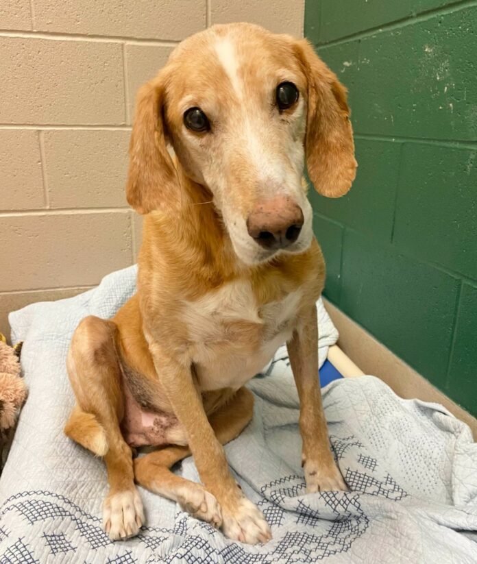 Home for Jigsaw needed: Senior promises to complete your heart