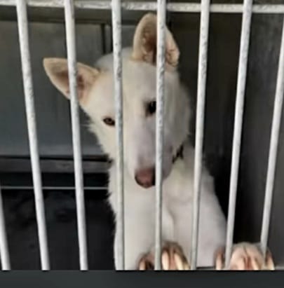 Stunning husky overlooked since July slated to die in California shelter