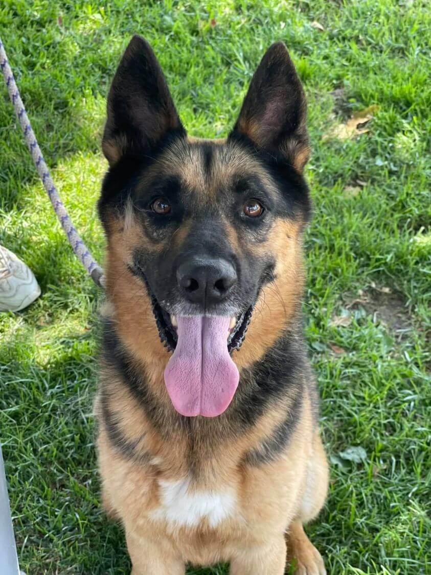 Beautiful shepherd ‘Jimmy’ is on euthanasia list at California shelter and he’s a super dog and deserves a full life