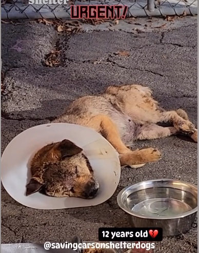 Just heartbreaking: Senior arrived at shelter as a stray