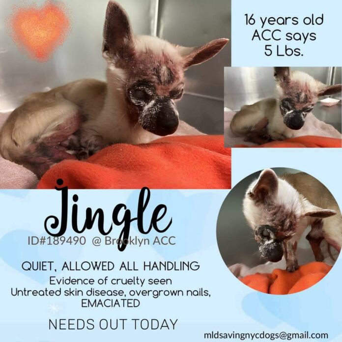 Super 16 year old senior chihuahua needs rescue today